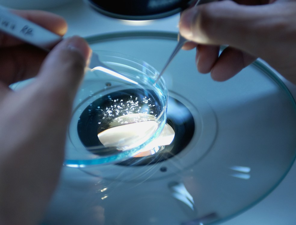 Close-up of a scientist handling stem cell samples in a high-tech laboratory.